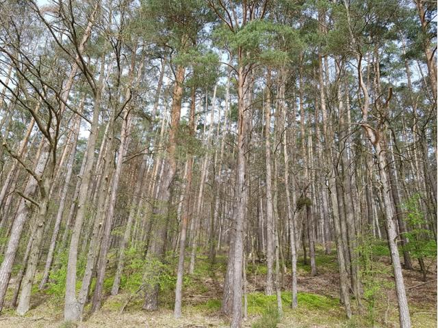 Waldgrundstück bei Kammerstein zu verkaufen! - 1